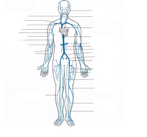 Venous System Diagram | Quizlet