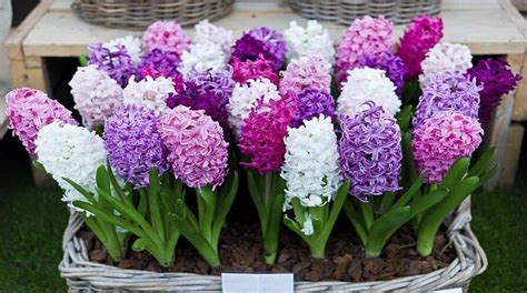 How to Grow and Care for Hyacinth - New York Garden