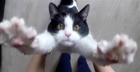 Rescued Cat Gives the Most Adorable Hugs - We Love Cats and Kittens