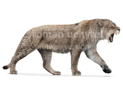 Panthera spelaea (white background) Megafauna, Black Lion, Exotic ...