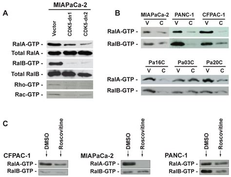 Genetic Or Pharmacological Blockade Of Cdk Function Is Associated With