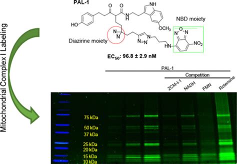 Characterization And Discovery Of A Selective Small Molecule Modulator