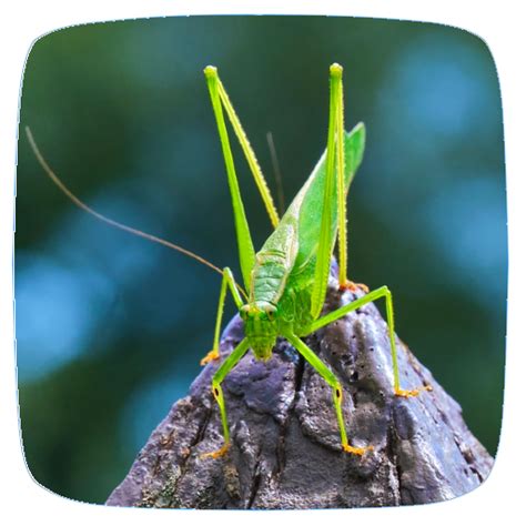 Katydid Sounds - Apps on Google Play