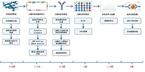 抗体人源化服务 爱康得生物科技（苏州）有限公司