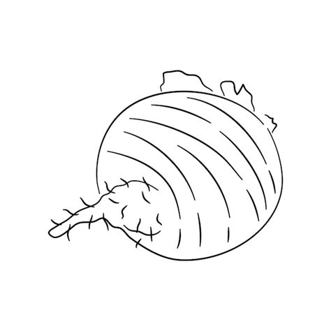 Premium Vector Handdrawn Black Sketch Of Beetroot Doodlestyle Icon