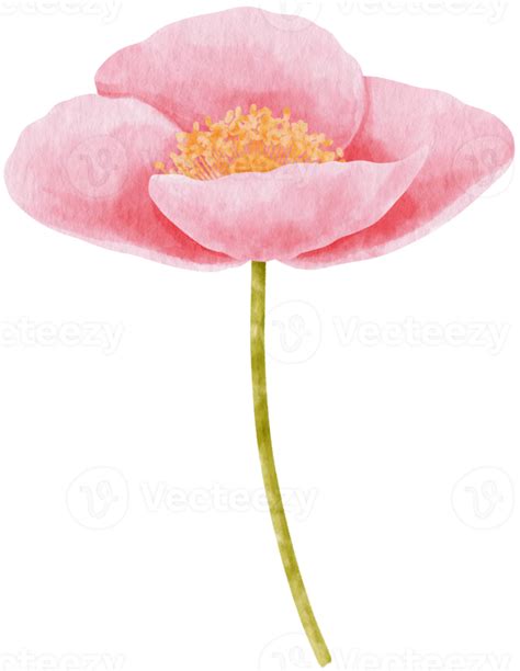 Pink Poppy Flowers Watercolor Illustration Png