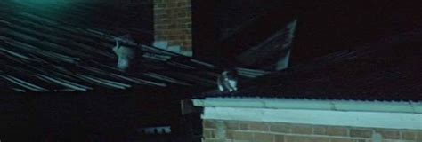 The Year My Voice Broke (1987) - Cinema Cats