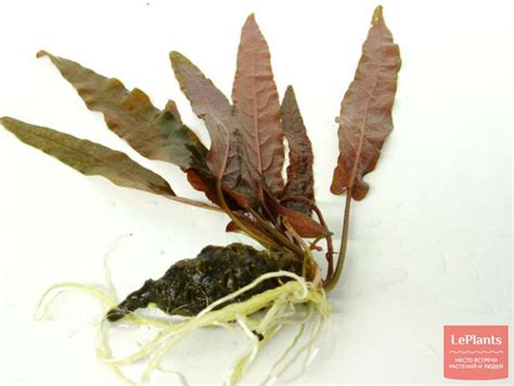 Барклайя (Barclaya) — описание, выращивание, фото | на LePlants.ru