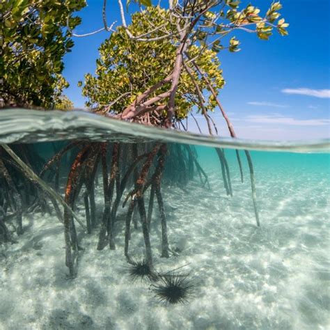 Is ocean conservation the next climate tech? 7 investors explain why t ...