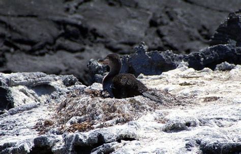 Galapagos Islands Facts That Will Surprise You Facts Net