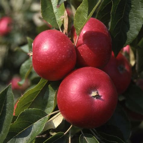 Apple Malus Discovery AGM M9 Cordon 12L Coolings Garden Centre