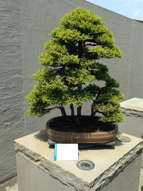 Japanese Cedar Group Planting | Scrolller