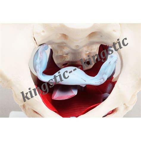 CBM-031C Female Pelvic with Muscles and Organs | kingstic