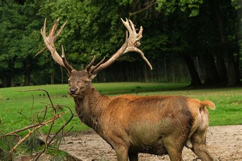 Deer Red Antler Free Photo On Pixabay