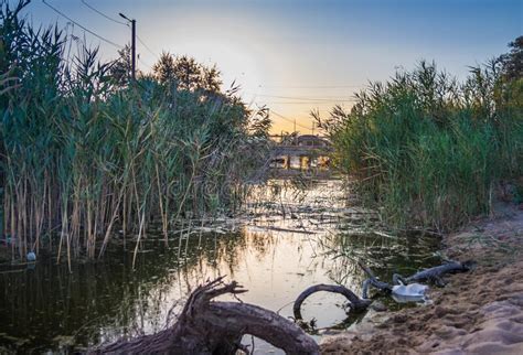 Basura En El Río Botellas Plásticas Arrojadas a Un Río O Lago En La