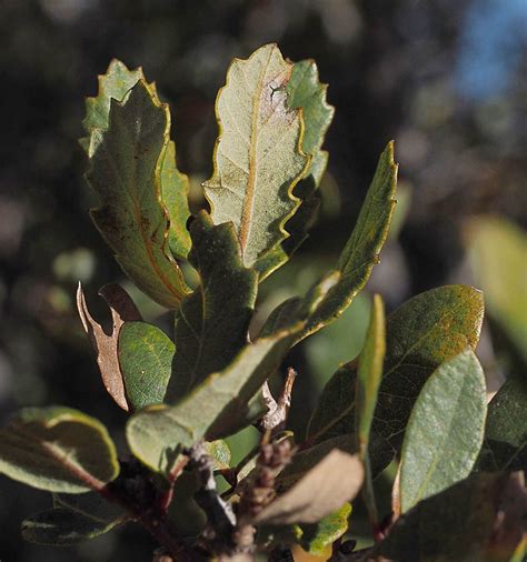 Quercus Berberidifolia Calflora