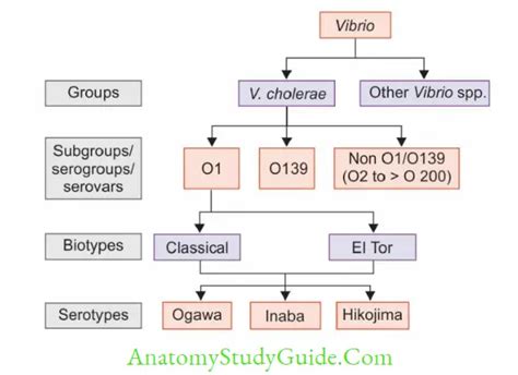 Vibrio Notes Anatomy Study Guide