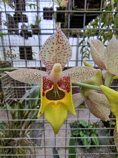 Catasetum Unknown Monique JL Sancho Fasolin Flickr