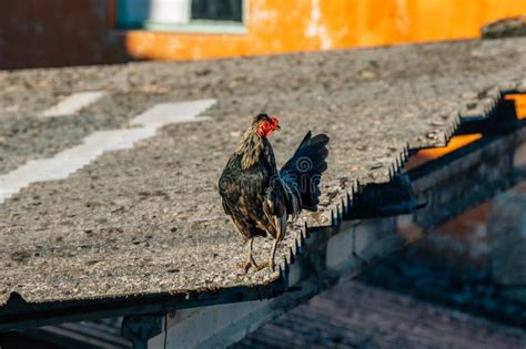 Rooster, Domestic Farm Animals Stock Image - Image of feather, black: 320223135