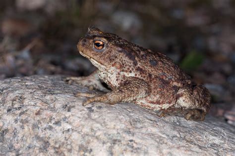 Crapaud Commun Bufo Bufo Les Carnets Nature De Jessica