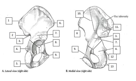 Osteology Of Hip Diagram Quizlet