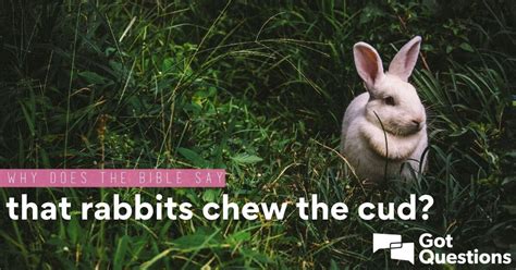 Why does the Bible say that rabbits chew the cud? Is this an error in ...