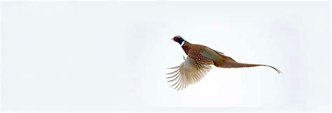 Points West Pheasant Flying Over Snow How I Got That Shot