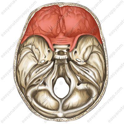 Internal Cranial Base Easy Anatomy 3D