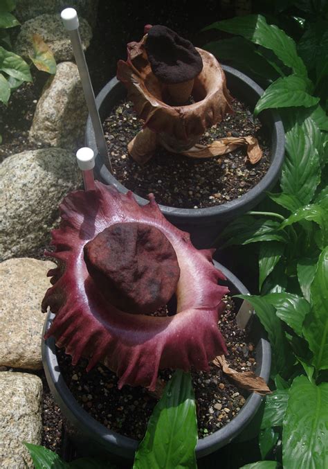 Amorphophallus Paeoniifolius Flecker Botanic Garden Cair Flickr