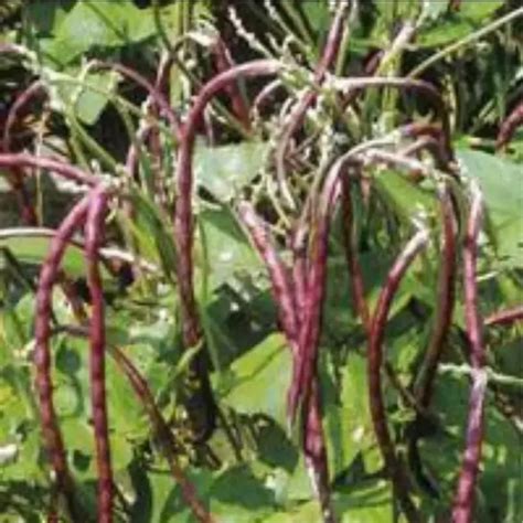 珍しく 紫つるなしささげ 长豇豆 野菜種 10粒の通販 By 551 730まで発送おやすみ｜ラクマ