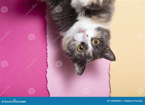 993 Scared Cat Brown Background Stock Photos Free And Royalty Free