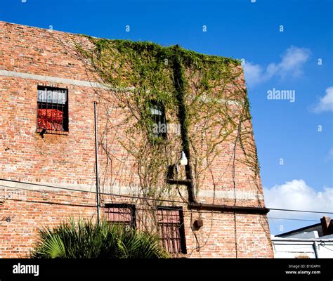 Vines Wall Hi Res Stock Photography And Images Alamy