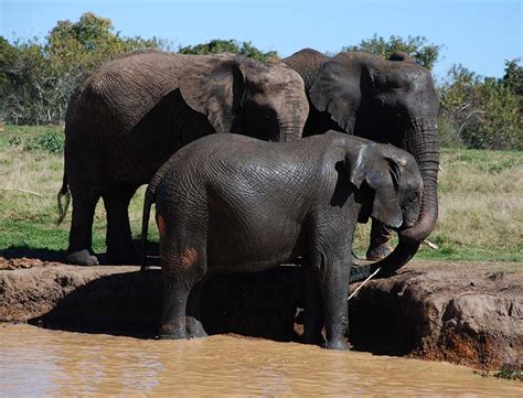 Elephant Sanctuary, Hartbeespoortdam, Plettenberg Bay, South Africa