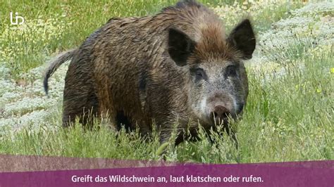 Was Tun Bei Einer Wildschwein Begegnung Im Wald YouTube