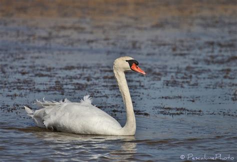 Pescalune Photo Cygne tuberculé Cygnus olor Mute Swan