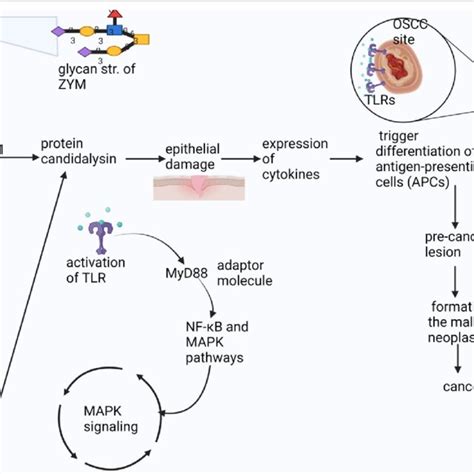 Candida Albicans Carcinogenic Signaling Pathway Download Scientific