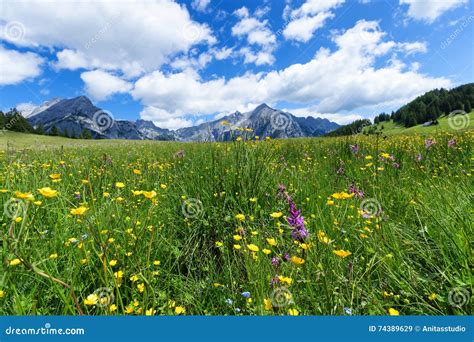 Mooi Berglandschap In De Alpen Met Wilde Bloemen En Groene Weiden