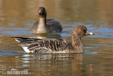 Anser Serrirostris Pictures Tundra Bean Goose Images Nature Wildlife