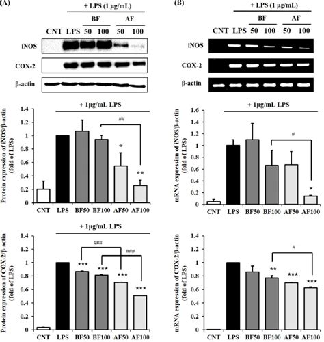 Inhibition Of Lps Induced Inos And Cox 2 Protein A And Mrna B