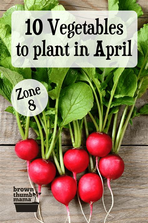 Vegetables To Plant In April Zone Brown Thumb Mama