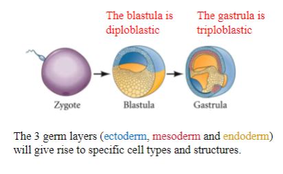 ANS 220 Sex Determination And Gonad Development Module 2 Flashcards Quizlet
