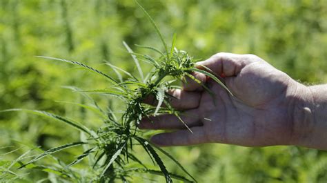 Bill To Grow Hemp Clears Senate Hurdle With Gov Holcombs Support