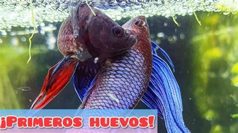 NUESTROS PECES BETTA YA TIENEN HUEVOS REPRODUCCION BETTA CAPITULO