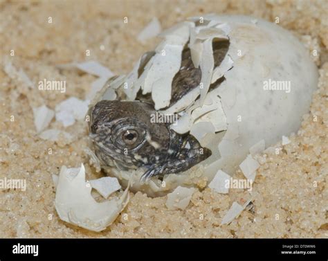 Uni N Estanque La Eclosi N De Huevos De Tortuga Emys Orbicularis