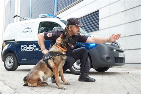 Foto ¿de Dónde Proceden Los Perros Policía Cómo Debe Ser Un Perro