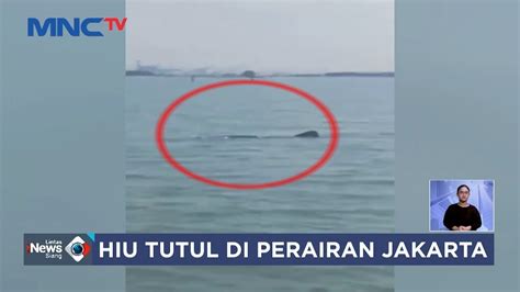 Hiu Tutul Muncul Di Teluk Jakarta Terekam Kamera Nelayan Lis