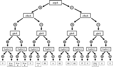 Introductory Chapter The Versatile Escherichia Coli Intechopen