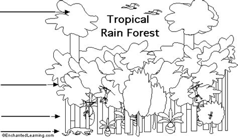 Rainforest Layers Diagram