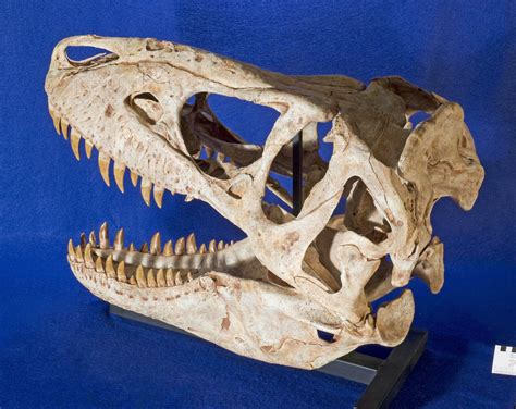 WitmerLab Dinosaur Skull Collection: tarbosaurus