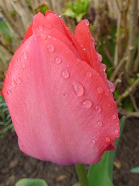 Erste Tulpe Im März haben meine Tulpen noch nie geblüht M Flickr